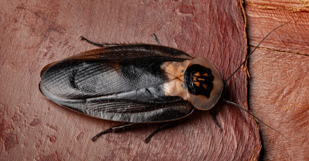 Death's head cockroach