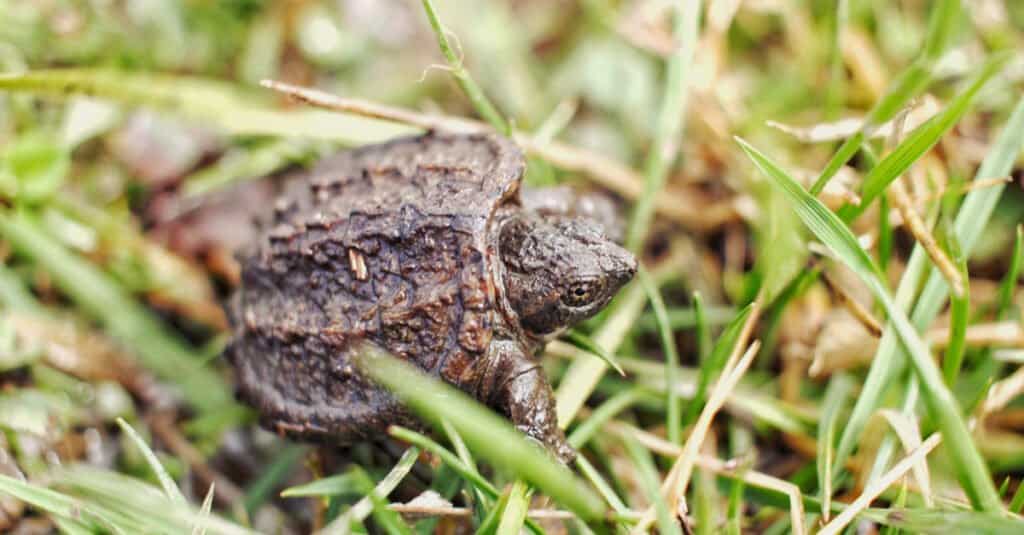 traveling baby snapping turtle