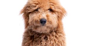 Goldendoodle Colors: Rarest to the Most Common Picture