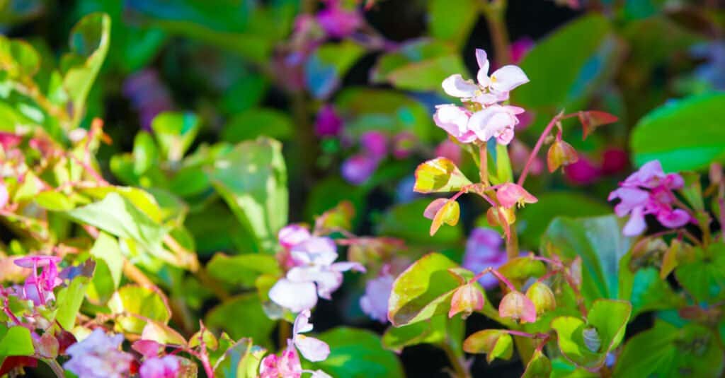 Are Begonias Poisonous To Dogs or Cats? (2023)