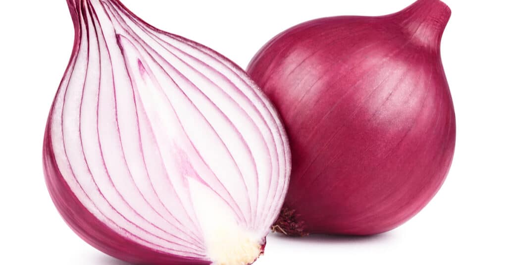 Are onions poisonous outlet to cats