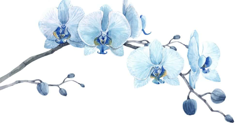 Are Orchids Poisonous - Blue Orchid