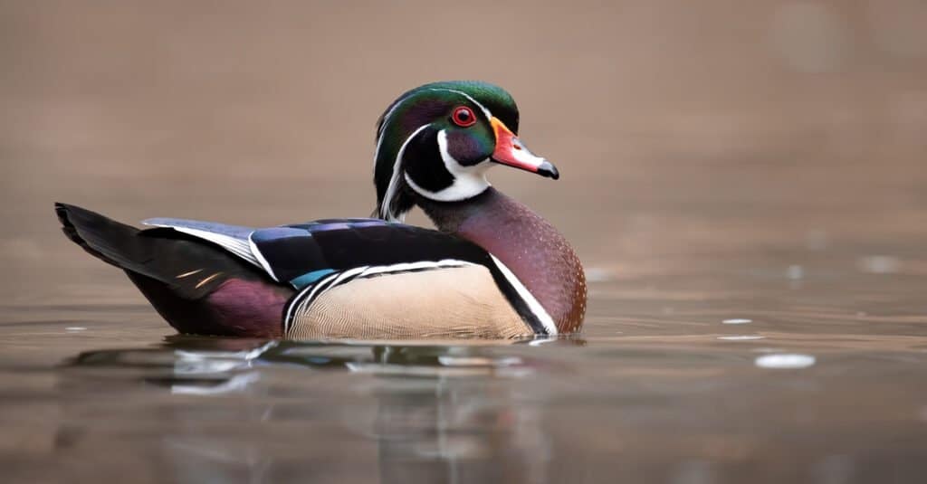 wood duck in the water