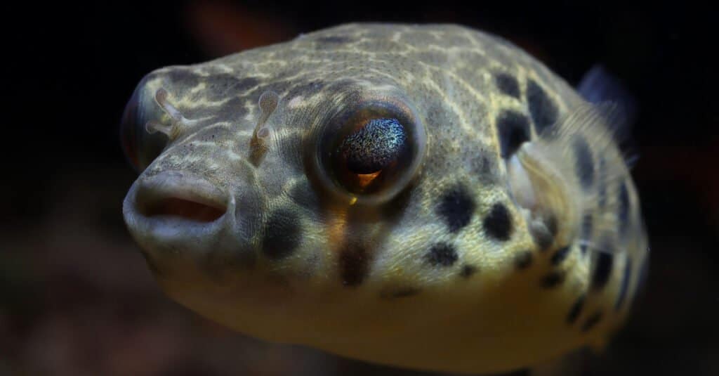 Freshwater Pufferfish - Congo Pufferfish