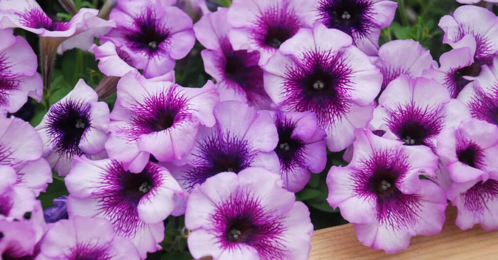Are Petunias Poisonous to Dogs or Cats - Petunia