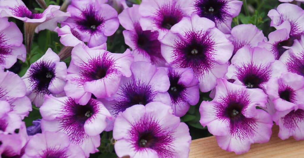 are petunia flowers safe for dogs