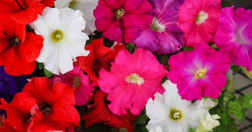 are petunia flowers safe for dogs