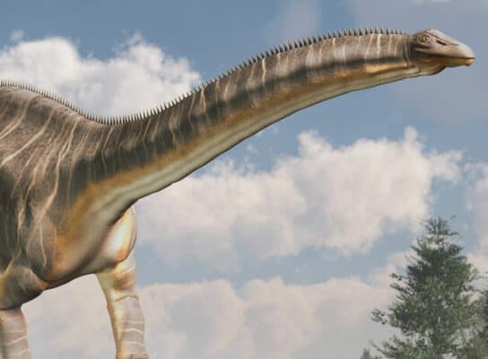 Apatosaurus vs Brontosaurus: Is There a Difference? - A-Z Animals