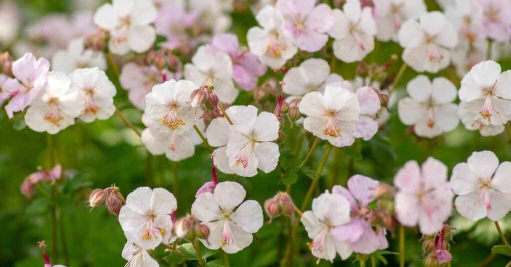 Are Geraniums Poisonous to Dogs or Cats - Cranesbills