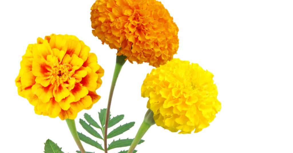Cultures that celebrate the Day of the Dead use marigolds to guide the dead to the living.