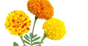 Are Marigolds Poisonous to Dogs or Cats? Picture