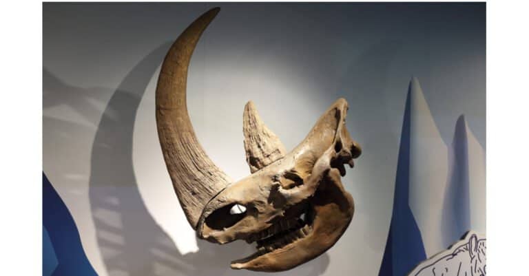 Ancient Rhino Horn