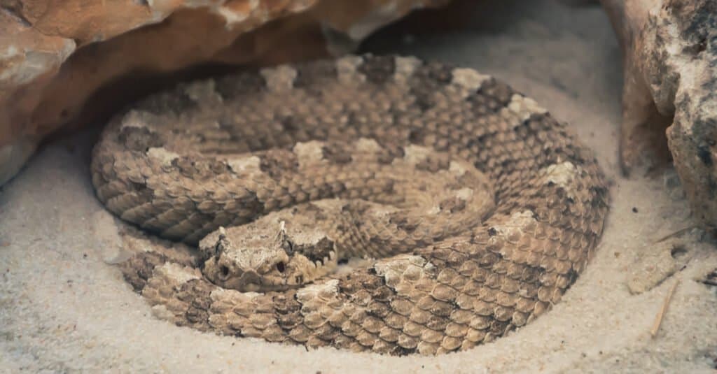 A Sidewinder Snake lying in the desert