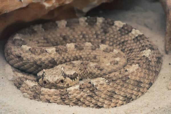 Sidewinders are pit vipers, so they have a pit (hole) on each side of their snout. 