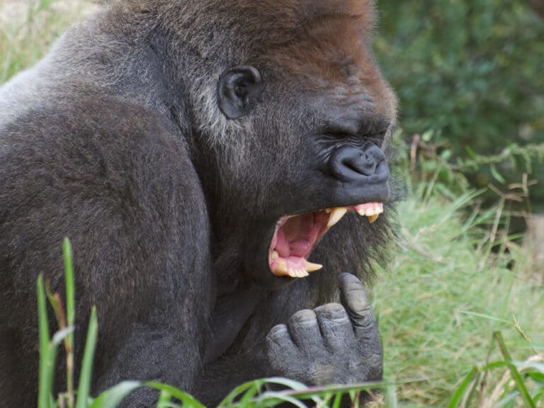 gorilla-teeth-their-size-and-how-they-compare-with-human-teeth-wiki