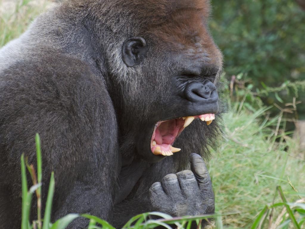 Gorilla - Gorilla Howling and Showing Teeth