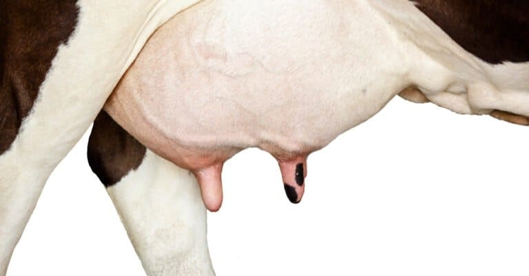 Cow vs Heifer - Cow Udders