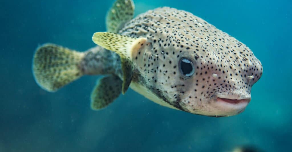 Pufferfishes and Their Relatives