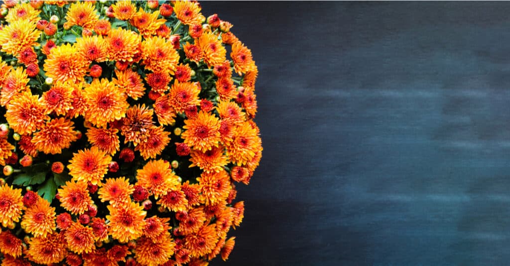 Are Mums Poisonous - Orange Mums