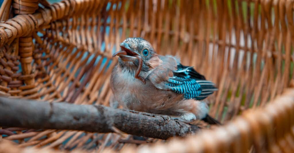 baby blue jay in a basket