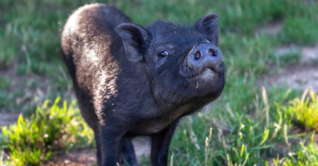 What Do Pot Belly Pigs Eat - Potbelllied Pig