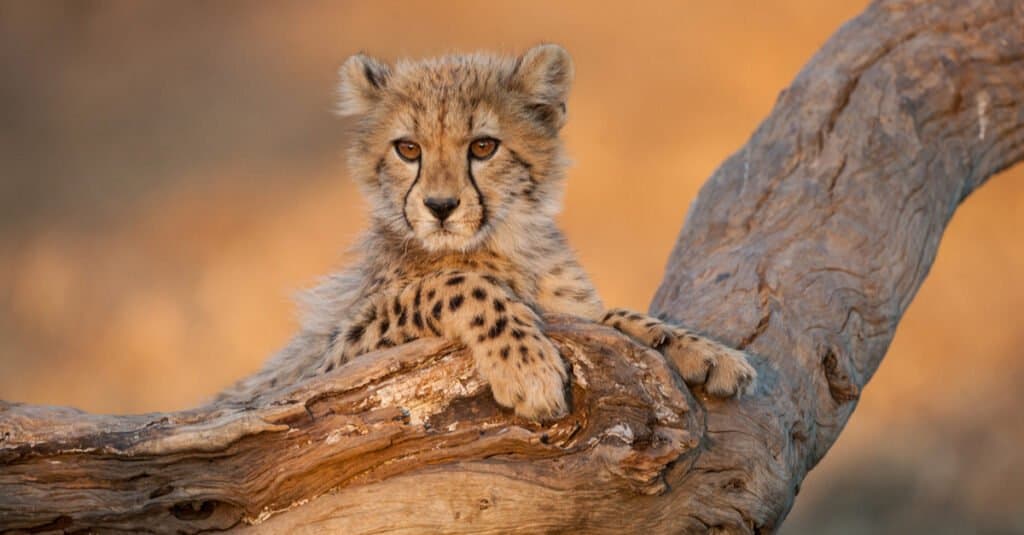 baby cheetah relaxing