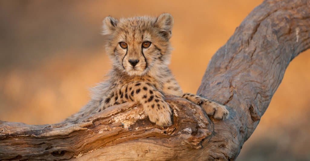 cheetah eating food happy