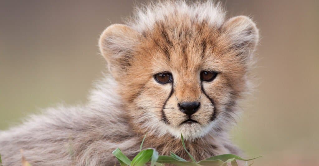 baby cheetah closeup