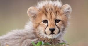 What’s a Baby Cheetah Called + 4 More Amazing Facts! Picture
