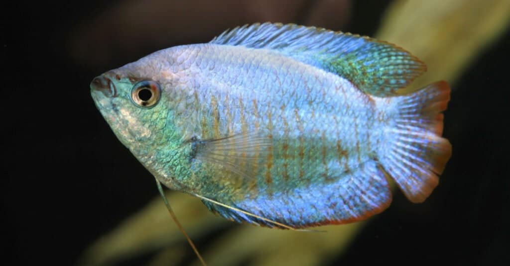 The blue gourami makes a colorful and popular freshwater fish in aquariums, typically growing no larger than 5 inches in size. 