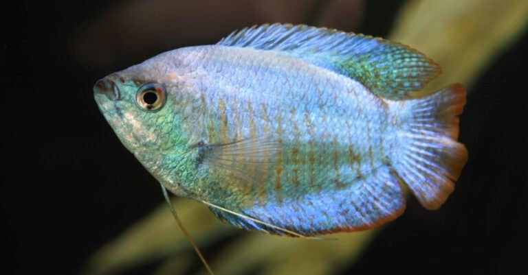 Blue Fish - Blue Dwarf Gourami