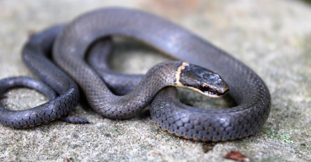 black snake with yellow horizontal stripes