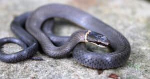 10 Black Snakes in Nebraska  Picture