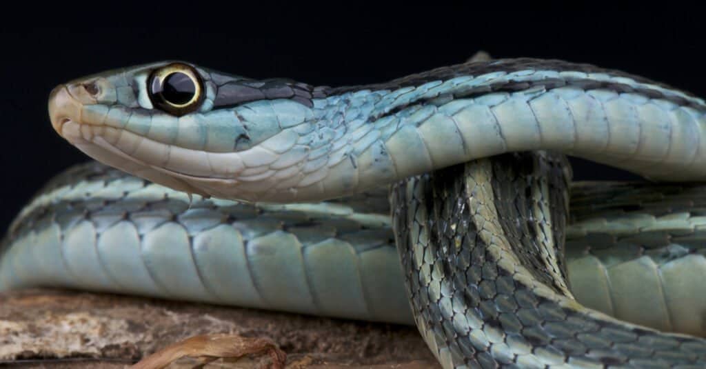 11 Cutest Snakes In The World - AZ Animals