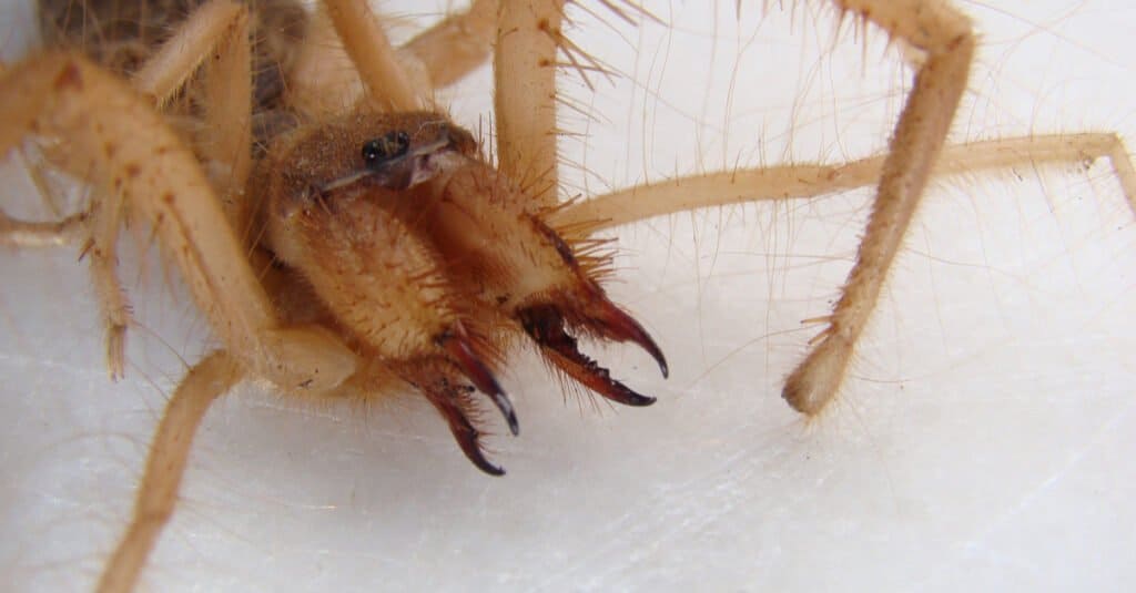 Camel spider bites its prey with its jaws