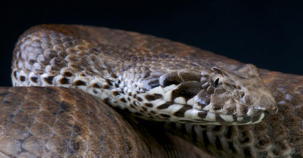 Death adder