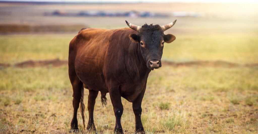 steer vs bull