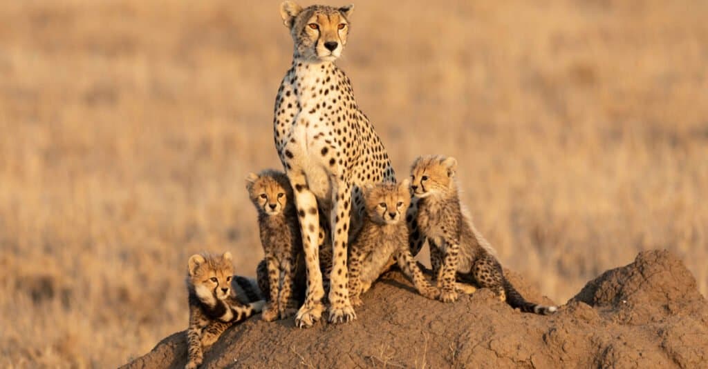 baby cheetah litter