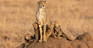 10 Incredible Cheetah Facts Picture