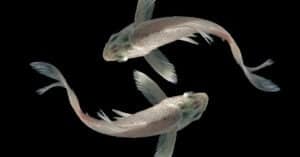 Types of White Fish: 12 Different Aquarium Fish That Are White Picture