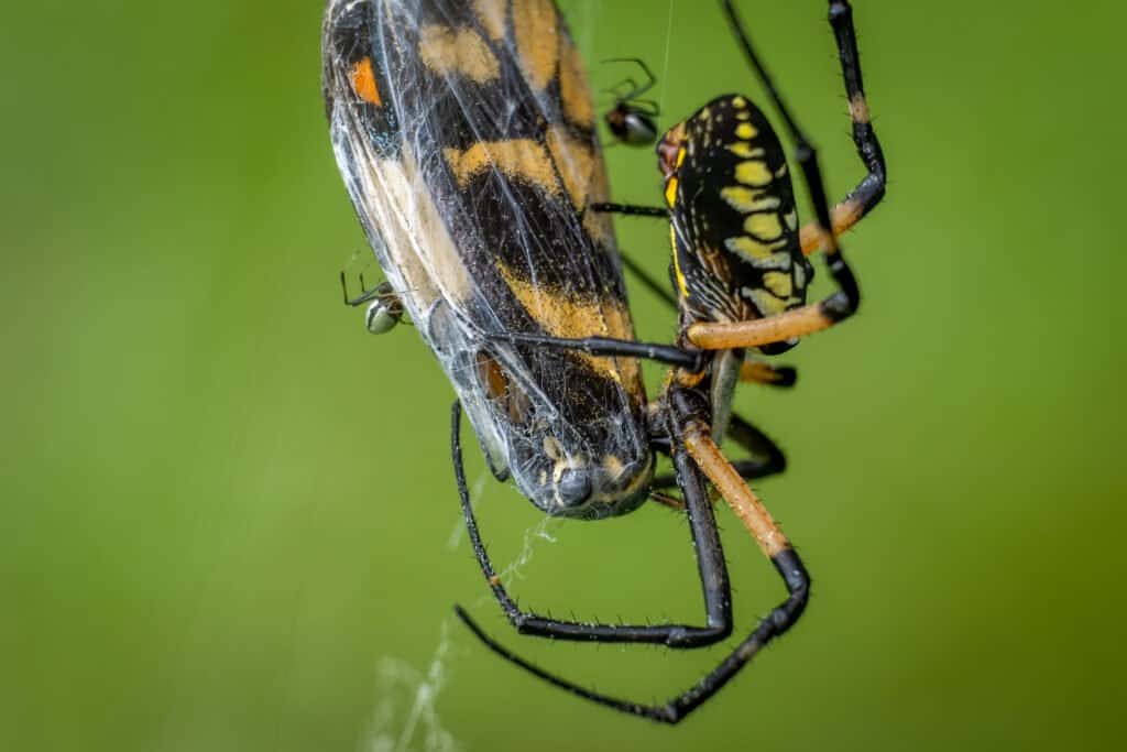 Are Yellow Garden Spiders Poisonous or Dangerous - Yellow Garden Spider. How do spiders eat their prey without teeth?