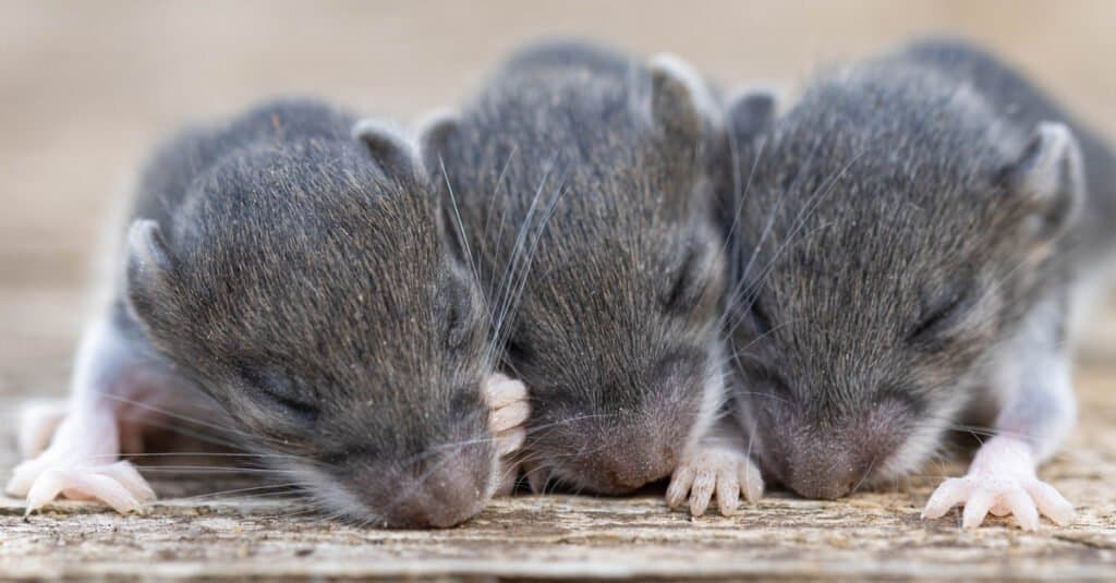 baby mouse litter