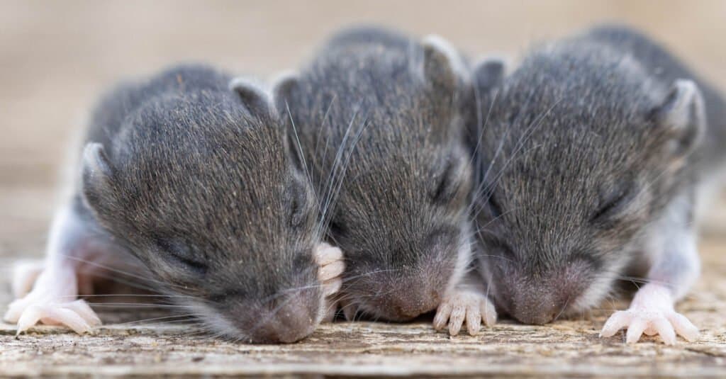 Does Baking Soda Kill Mice? - Mice Hunters