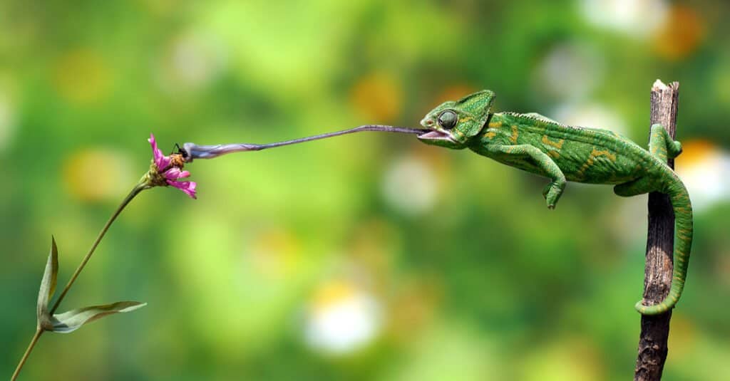 What Do Veiled Chameleons Eat - Veiled Chameleon Eating