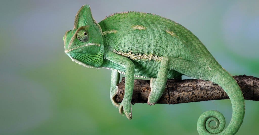 What Do Veiled Chameleons Eat - Chameleon on Branch