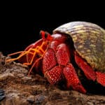 Strawberry hermit crab