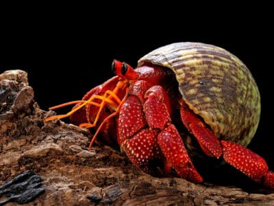 A Strawberry Hermit Crab