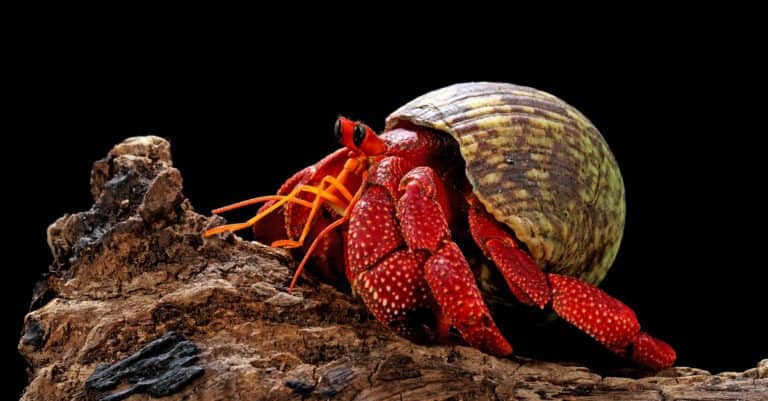 A strawberry hermit crab in profile