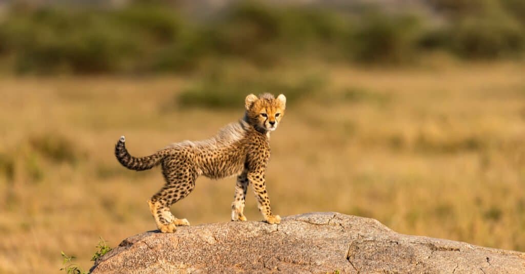 majestic baby cheetah
