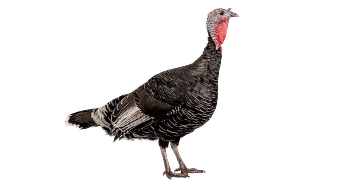 Male Turkey vs. Female Turkey